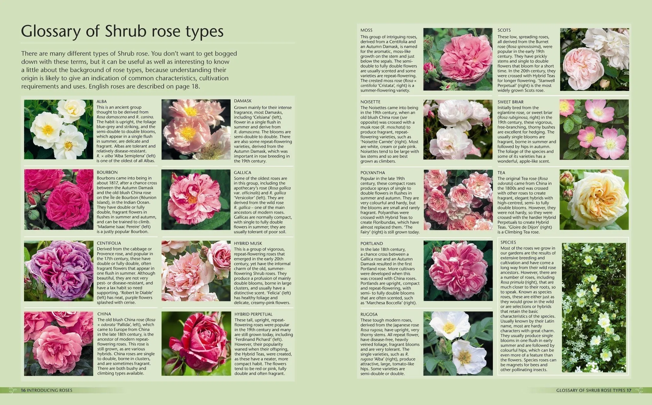 Alan Titchmarsh How to Garden: Growing Roses- Paperback