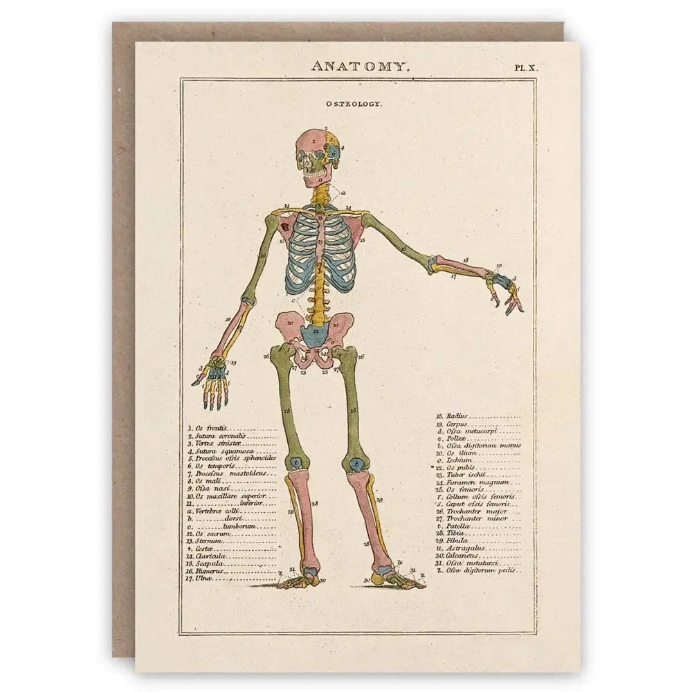 Anatomy Card