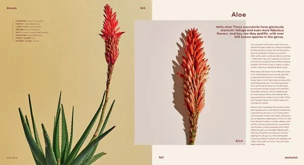 Bloom: Flowering Plants for Indoors   Balconies