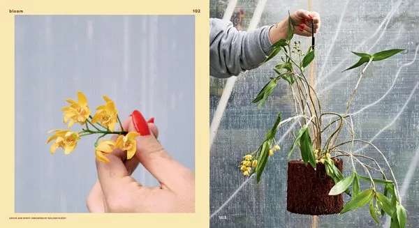 Bloom: Flowering Plants for Indoors   Balconies