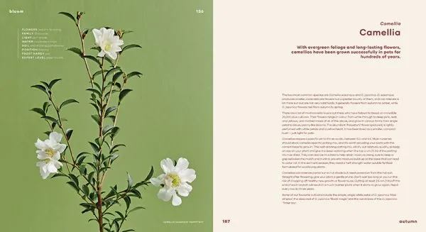 Bloom: Flowering Plants for Indoors   Balconies