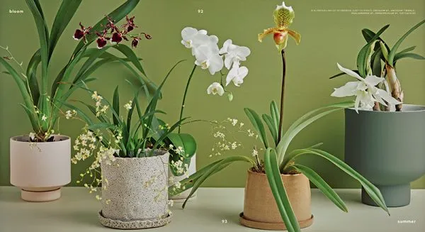 Bloom: Flowering Plants for Indoors   Balconies