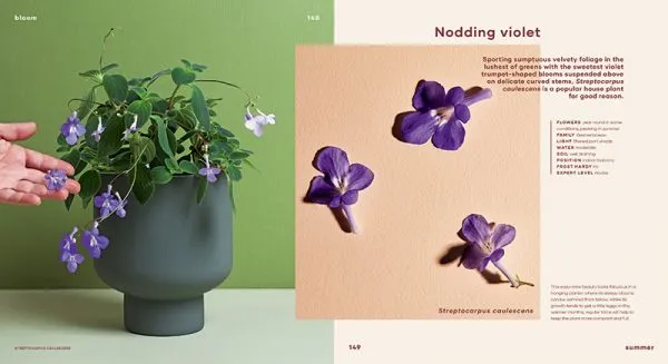 Bloom: Flowering Plants for Indoors   Balconies