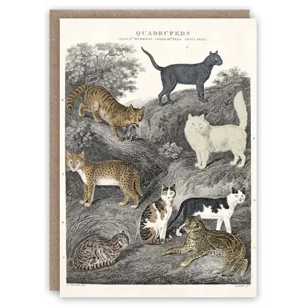 Cats Card