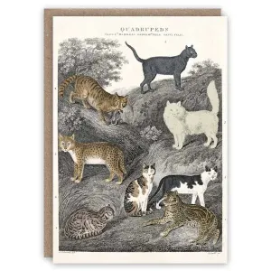 Cats Card