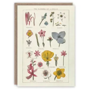 Classes of Linnaeus Card