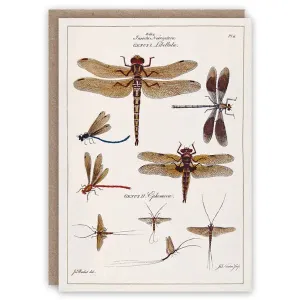 Dragonflies Card