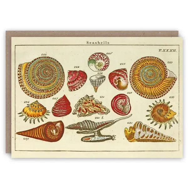 Seashells Card
