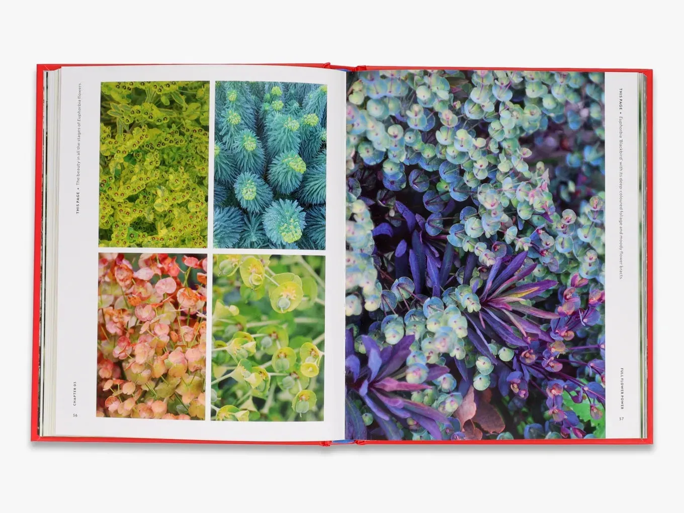 The Super Bloom Handbook