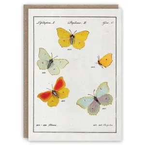 Yellow Lepidoptera Card